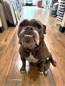 Dutchess — the Birchard Remodeling mascot